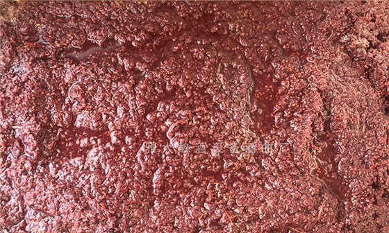 桑葚&ldquo;次果&rdquo;變黃金！低成本釀熱銷果酒，增收秘訣看這里！ 6