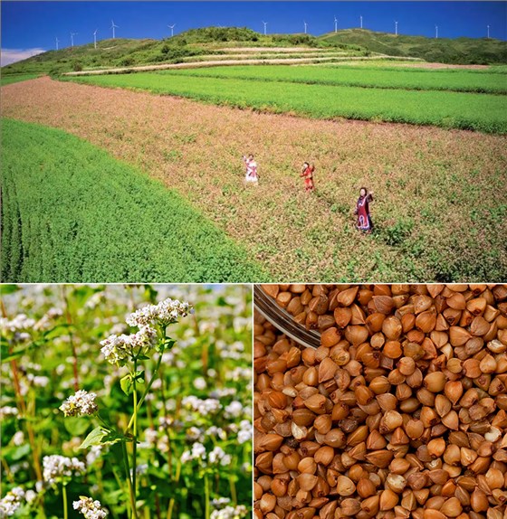 貴州苦蕎飄香，釀出鄉(xiāng)村振興&ldquo;家鄉(xiāng)味道&rdquo; 1