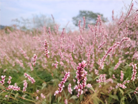 為何一款好的酒曲離不開這株&ldquo;辣&rdquo;草？1