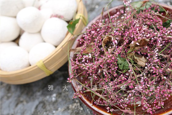 為何一款好的酒曲離不開這株&ldquo;辣&rdquo;草？ 2