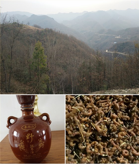 拐棗釀酒設(shè)備 1