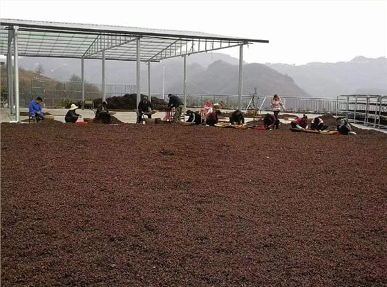 拐棗釀酒設(shè)備 1