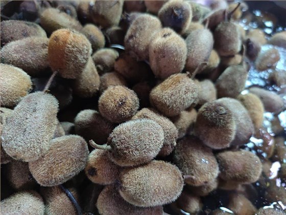 釀獼猴桃酒的季節(jié)到了，純技術(shù)分享趕緊收藏！ 2