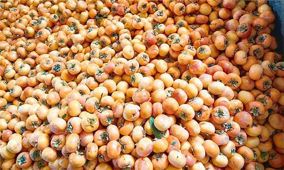 柿子加工做成酒