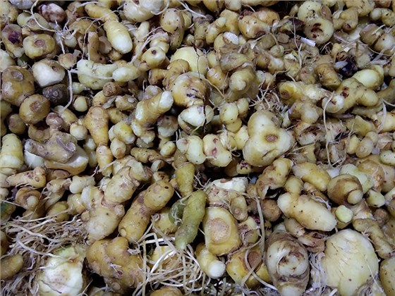 &ldquo;黃金&rdquo;出深山&mdash;&mdash;安化黃精酒產(chǎn)業(yè)發(fā)展鋪就鄉(xiāng)村振興之路 2