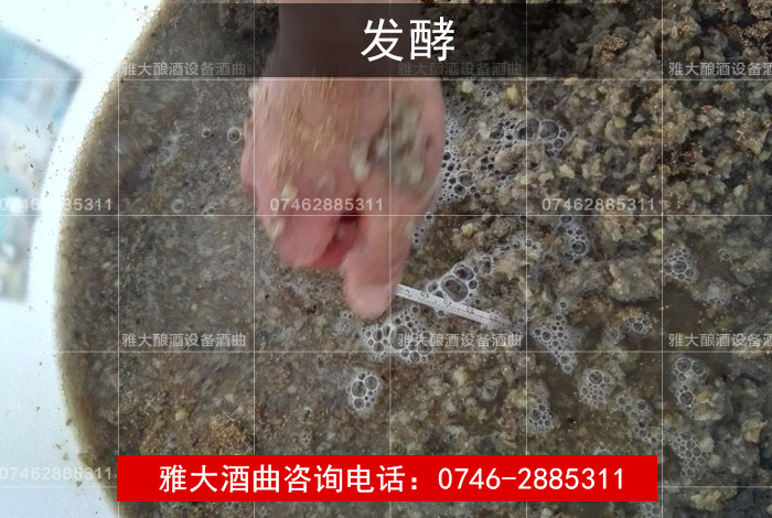 雅大白酒生產(chǎn)設(shè)備葛根酒制作方法&mdash;&mdash;入缸發(fā)酵， 測量溫度