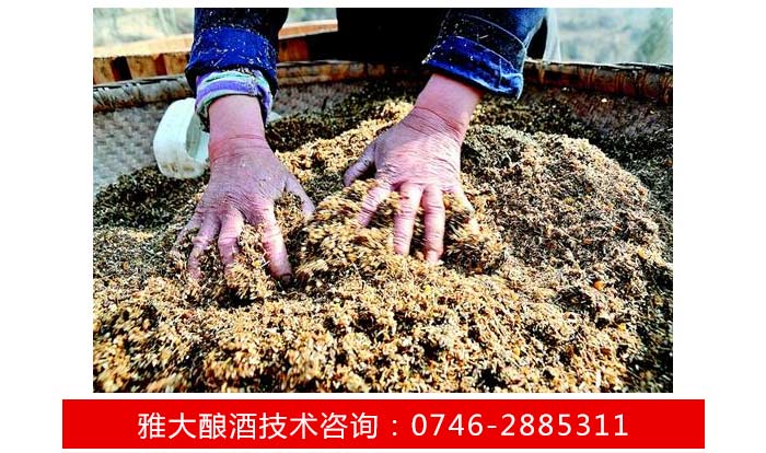 【釀酒技術】拐棗酒