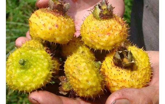 【釀酒技術(shù)】刺梨酒&mdash;刺梨