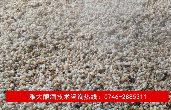 【釀酒技術(shù)】薏米酒&mdash;蒸薏米