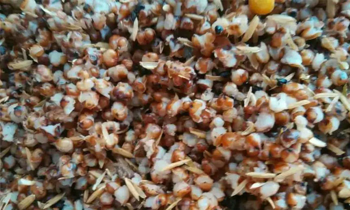 傳統(tǒng)固態(tài)釀酒|采用配醅來(lái)調(diào)節(jié)淀粉濃度、酸度