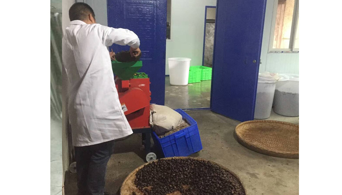 【釀酒技術(shù)】板栗酒&mdash;&mdash;粉碎