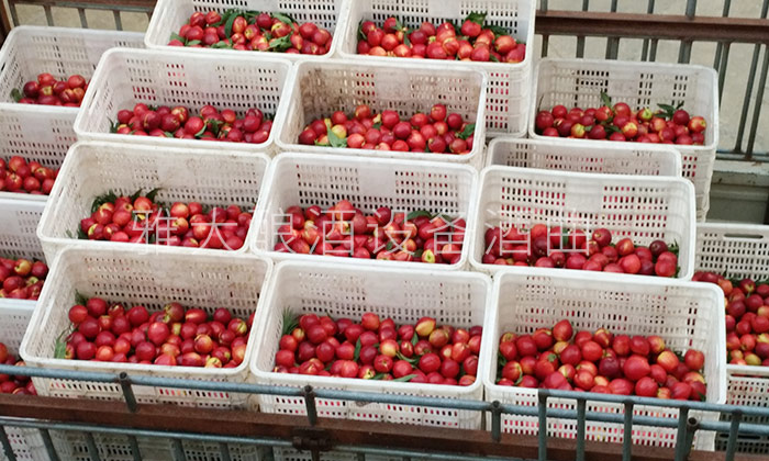 不會(huì)做桃子酒？雅大釀酒設(shè)備廠家親自上門指導(dǎo)！