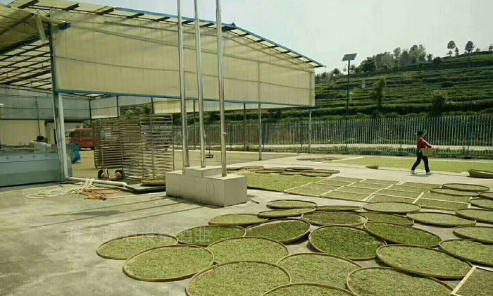 考察雅大釀酒設(shè)備，茶葉釀酒技術(shù)：01