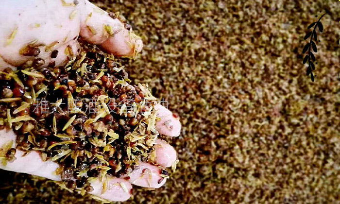 7.6-用釀白酒設(shè)備蒸餾古法固態(tài)酒時，為什么要加入稻殼？高粱加稻殼的量