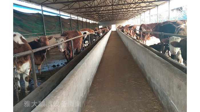 驚，用白酒釀酒設(shè)備制酒后的酒糟養(yǎng)殖還有這么多門門道道！ (1)