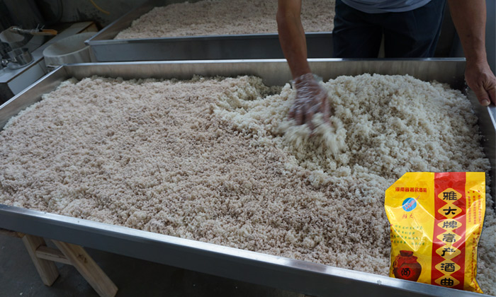 用大型釀酒設(shè)備做廣東米酒遇到這7點(diǎn)，看老師傅是如何解決的！-01-大米拌曲