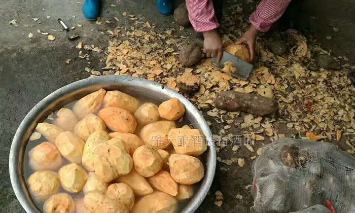 大型釀酒設(shè)備怎樣做出好喝的紅薯酒？紅薯釀酒方法！-02-紅薯清洗