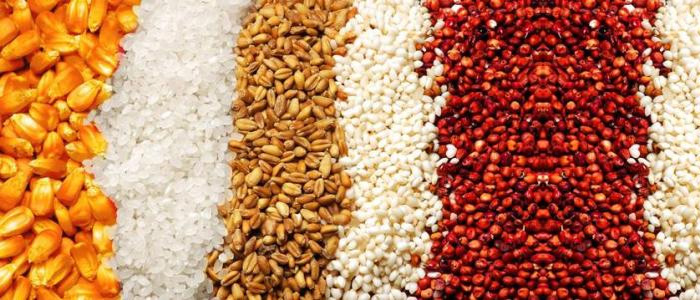 用白酒蒸酒設(shè)備做了這么多年白酒，可您知道什么是蒸餾酒嗎？-02 五糧糧食