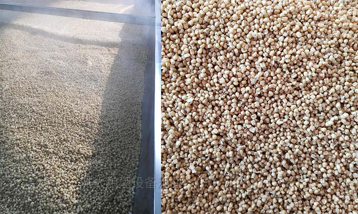 「釀酒教學(xué)」7步教您用專業(yè)釀酒設(shè)備做固態(tài)小麥酒，純實操！-03-小麥-蒸糧