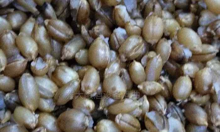 雅大邀您到酒廠用白酒蒸酒設(shè)備實操釀青稞酒，青稞酒實操教學！-04-青稞釀酒開花