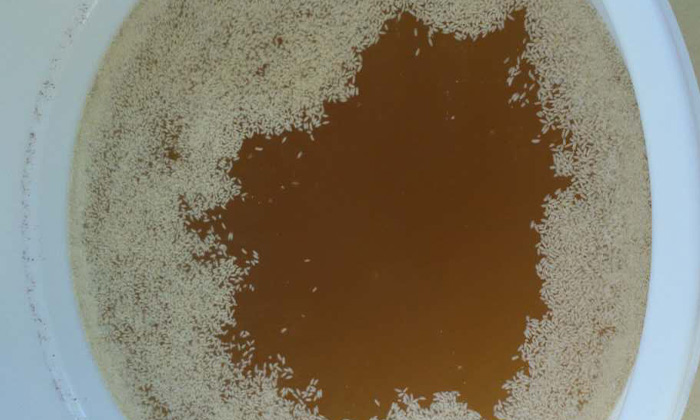 做大米酒適合哪種小型酒廠設(shè)備和發(fā)酵工藝？做大米酒注意事項(xiàng)！-04