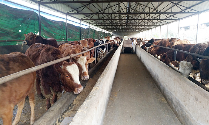 他對(duì)不銹鋼釀酒設(shè)備蒸餾后的酒糟做了1件事，結(jié)果&hellip;&hellip;-02酒糟養(yǎng)殖牛