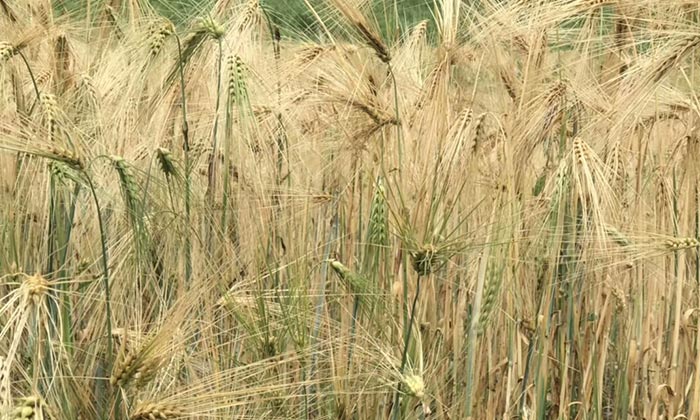 措曲青稞原漿酒插上微商的翅膀后，會(huì)發(fā)生什么奇跡？-02