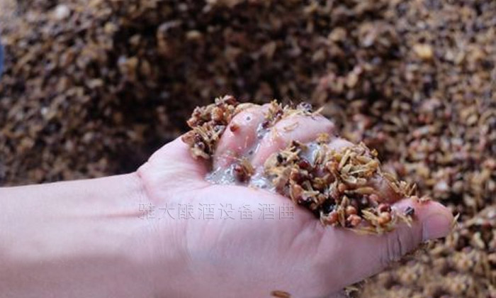 用熟料釀酒設(shè)備釀固態(tài)酒，真能通過黃水的味道判斷發(fā)酵情況？-02高粱發(fā)酵