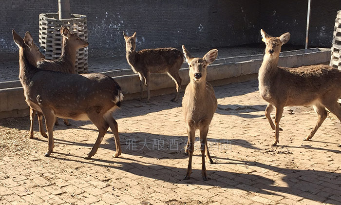 鮮鹿茸泡酒處理方法，選擇蒸汽釀酒設(shè)備釀制的固態(tài)酒好嗎？-03-梅花鹿