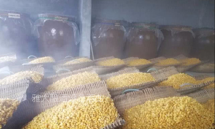 驚！小曲清香白酒原來(lái)有這么多種類(lèi)，你的酒曲選對(duì)了嗎？-01-玉米攤涼