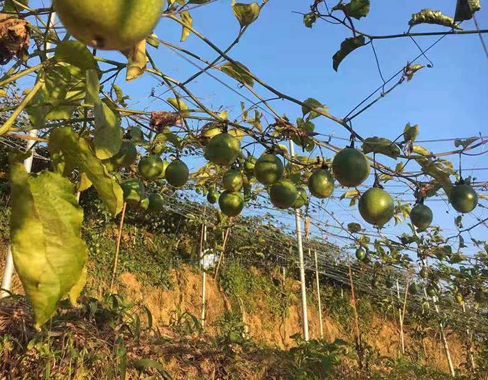 滯銷，長相難看的百香果，用蒸汽釀酒設(shè)備做酒再也不爛！-02