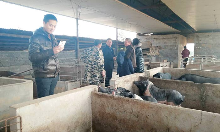 23-用大型釀酒設(shè)備蒸酒后的酒糟養(yǎng)豬不奇怪，可養(yǎng)母豬配白酒為哪般？2