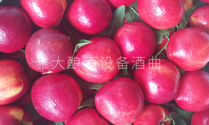 28-不會做桃子酒？雅大釀酒設(shè)備廠家親自上門指導(dǎo)！5