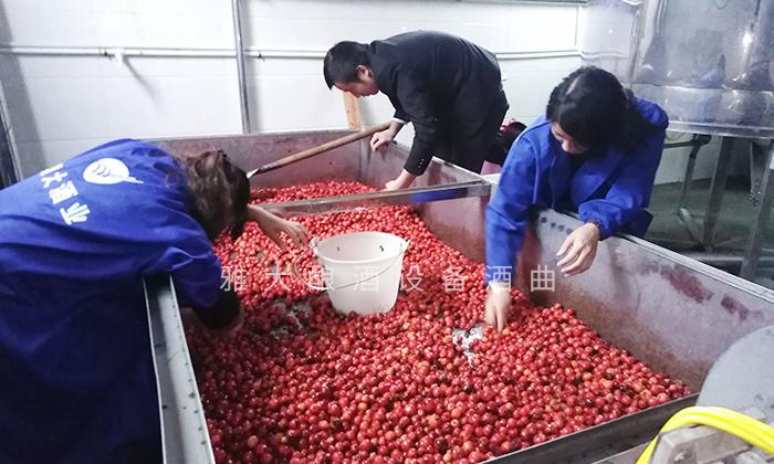 它酷似櫻桃，90后用果酒釀酒設(shè)備將它釀酒，見過的不多 3