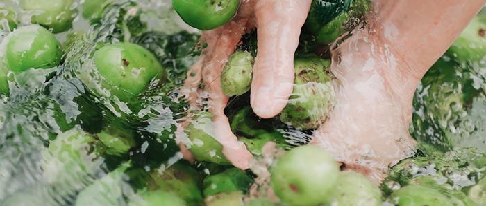 弄1套小型釀酒設(shè)備200型，回家用青梅煮酒（附青梅釀酒技術(shù)） 1