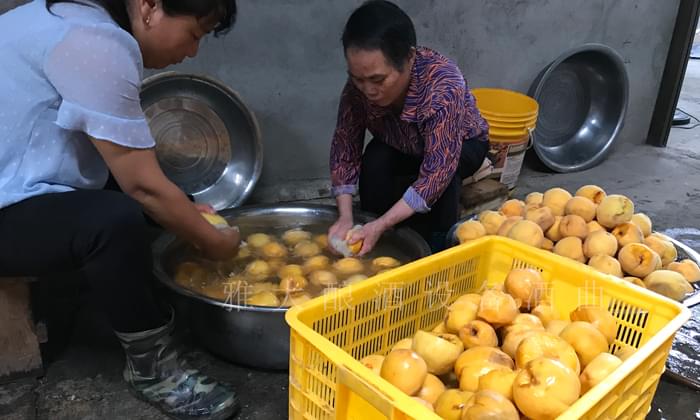 黃桃滯銷嚴重，雅大蒸餾釀酒設(shè)備彭老師上門指導(dǎo)釀酒5