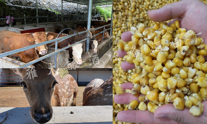 小型白酒設(shè)備釀酒養(yǎng)殖種地，走可持續(xù)發(fā)展道路 4
