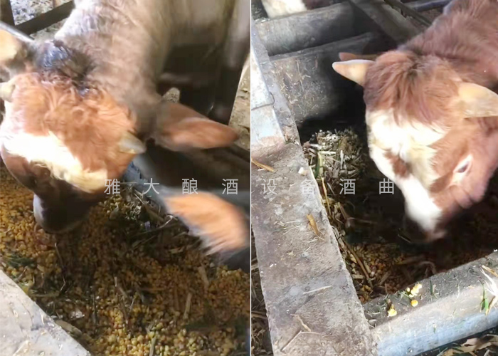 12.18致富新模式，用烤酒設(shè)備蒸酒后的酒糟飼養(yǎng)肉牛成本低，效益高-養(yǎng)牛