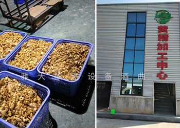 引進(jìn)生物顆粒釀酒設(shè)備釀黃精酒，安化黃精化作產(chǎn)業(yè)“黃金”