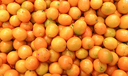 用果酒釀酒設備將金桔釀成酒，提升次果的價值！