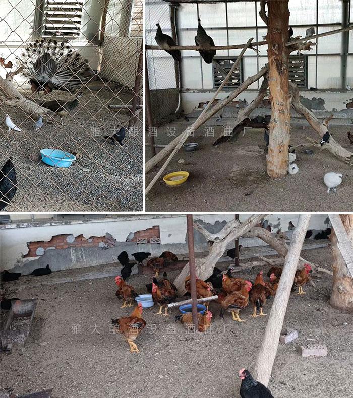 工程師變身&ldquo;農(nóng)莊主&rdquo;，又引進(jìn)白酒烤酒設(shè)備，為農(nóng)莊增添新特色4