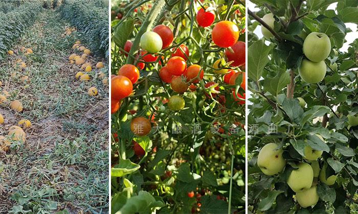 工程師變身&ldquo;農(nóng)莊主&rdquo;，又引進(jìn)白酒烤酒設(shè)備，為農(nóng)莊增添新特色6