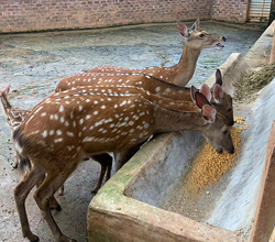 引進(jìn)生物顆粒釀酒設(shè)備，打造新時(shí)代下的親子莊園