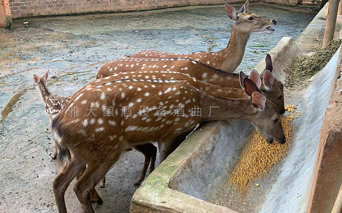酒糟粗蛋白質含量高、梅花鹿尤其喜食