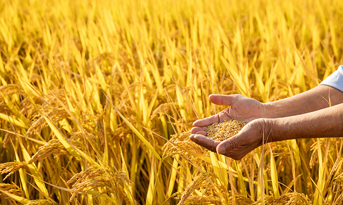 秋分過(guò)后，大量農(nóng)作物成熟