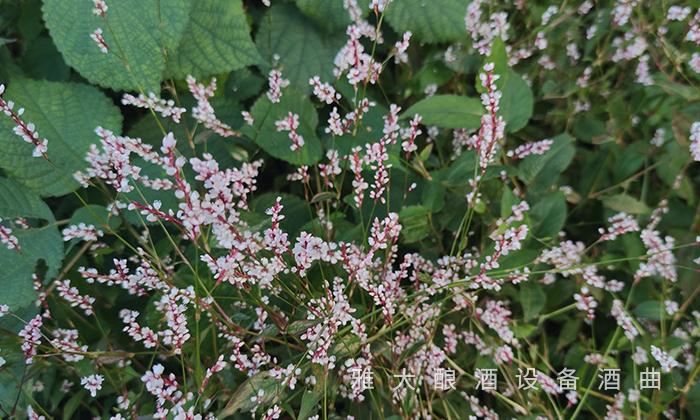 制曲原料&mdash;&mdash;辣蓼草