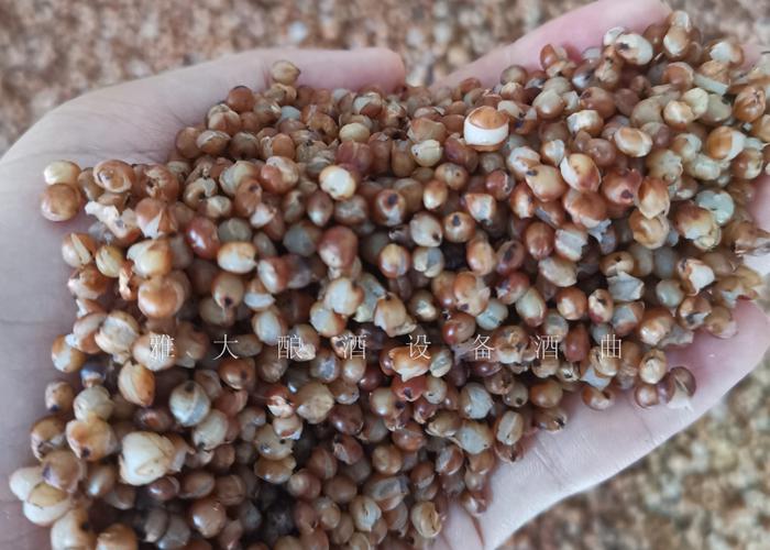 將高粱蒸至95%以上的開(kāi)花