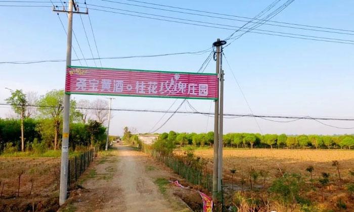 著力打造紅小米黃酒、桂花黃酒、玫瑰黃酒產(chǎn)業(yè)基地