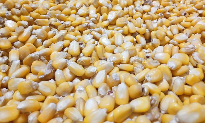 挑選新鮮、無霉變、無雜質(zhì)的玉米為原料