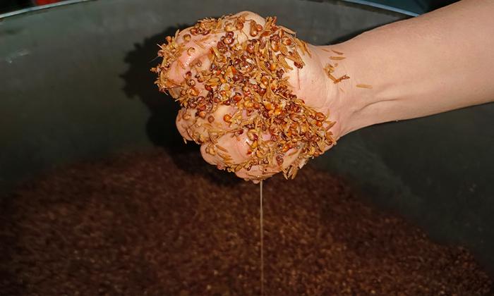 溫度對小曲清香型白酒的口感、香氣和出酒率有哪些影響？3